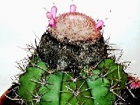 Melocactus zehntneri v. macrodiscus ©JB.JPG